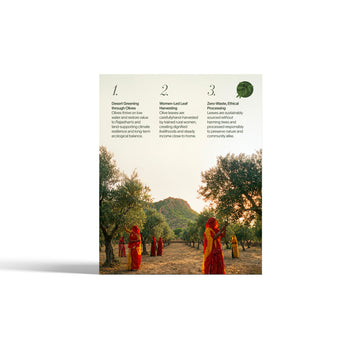 Olitia Tea Classic Olive  , India first olive tea, pack of 30